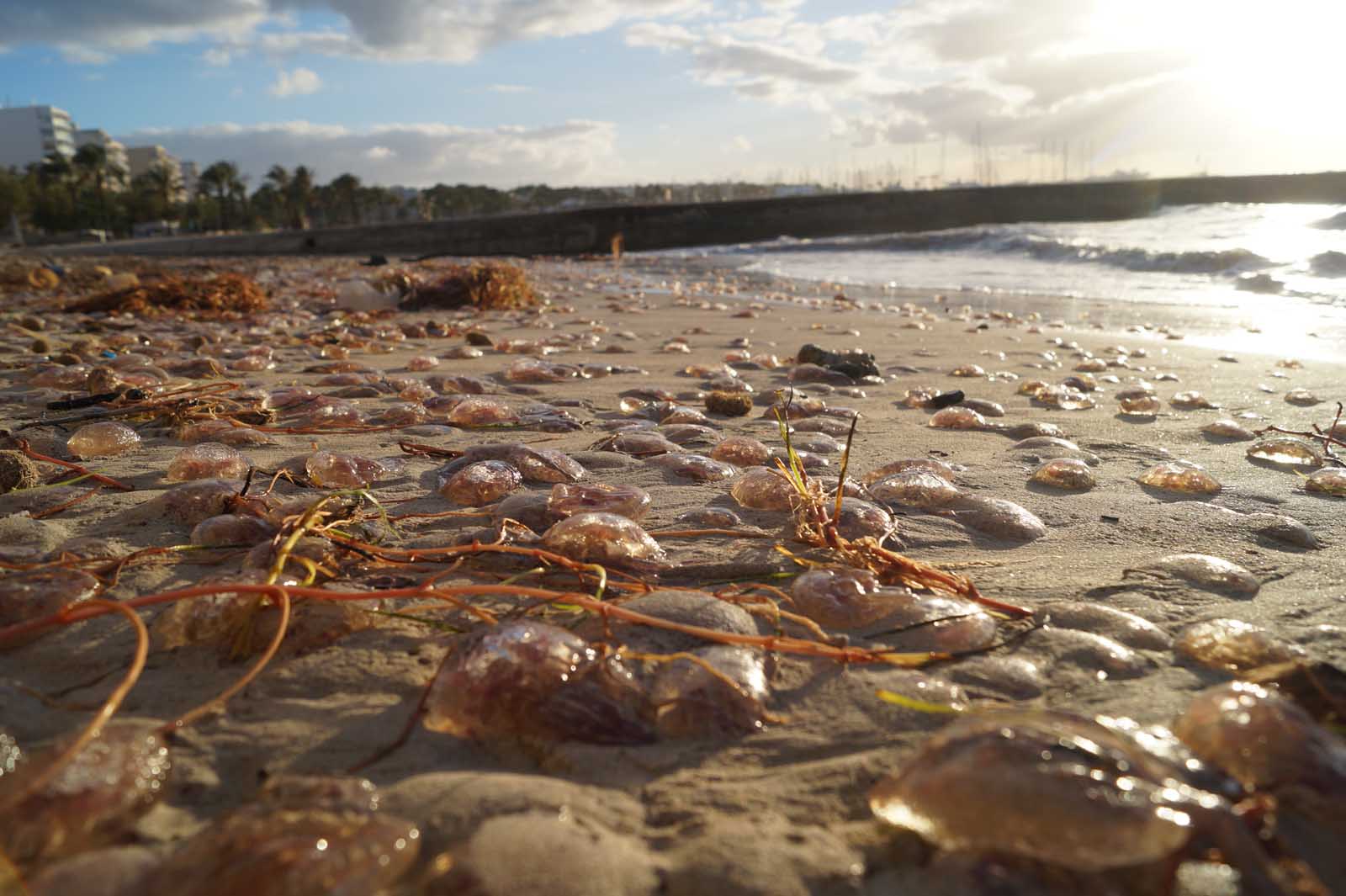 feuerquallen stranden an der playa de palma