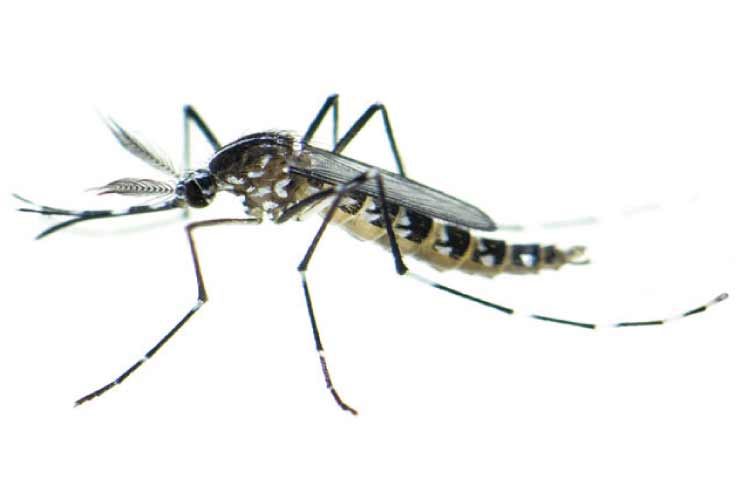Moskitos und Stechmücken