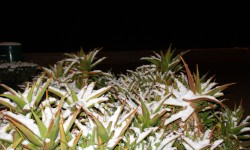 schnee am ballermann  95 