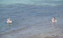 juni 2016 ballermann  33 