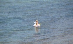 juni 2016 ballermann  47 