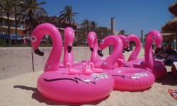 juni 2017 ballermann  38 