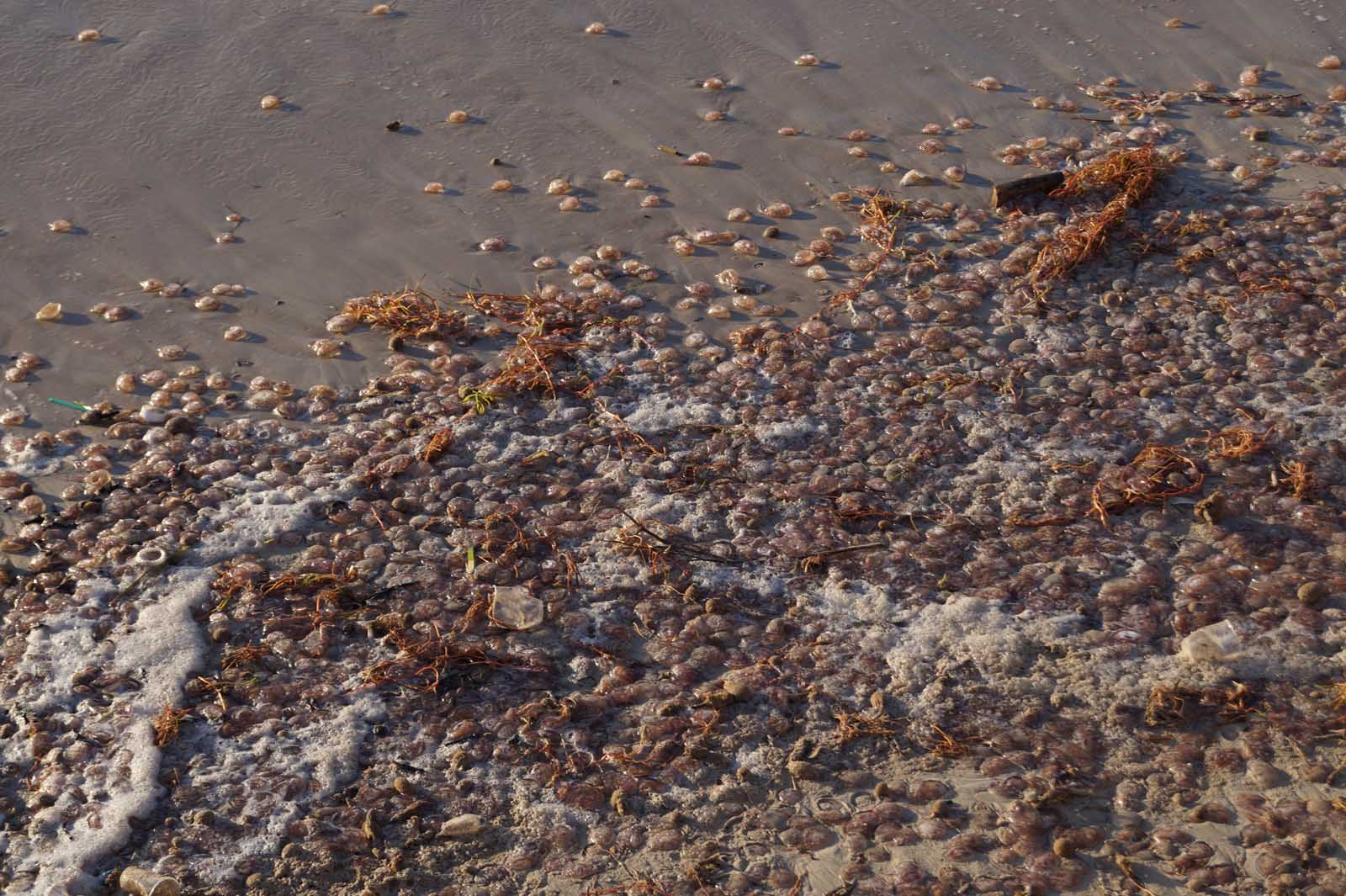 feuerquallen stranden auf mallorca (1)