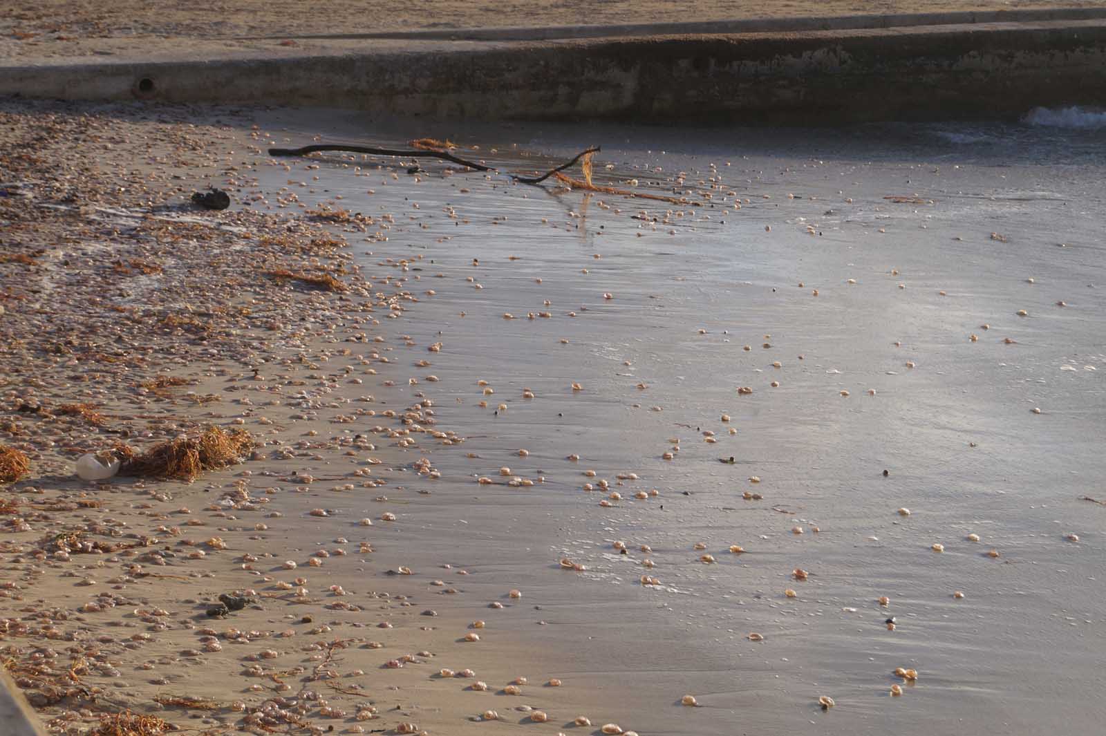 feuerquallen stranden auf mallorca (2)
