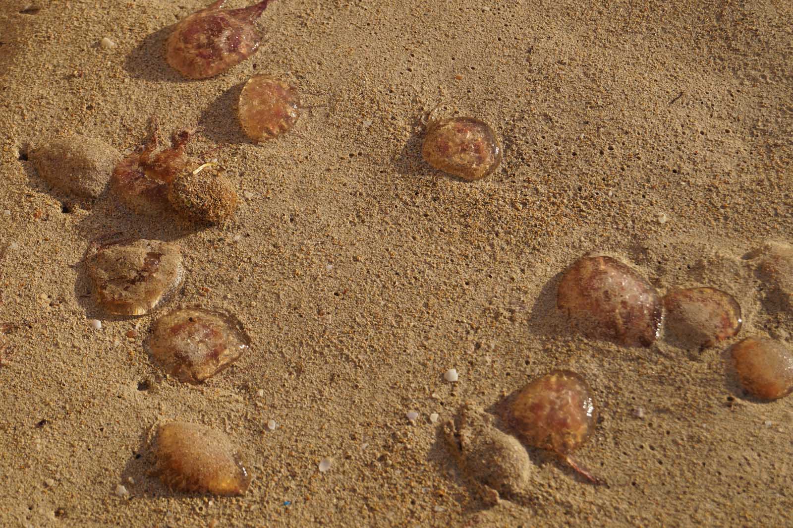 feuerquallen stranden auf mallorca (3)