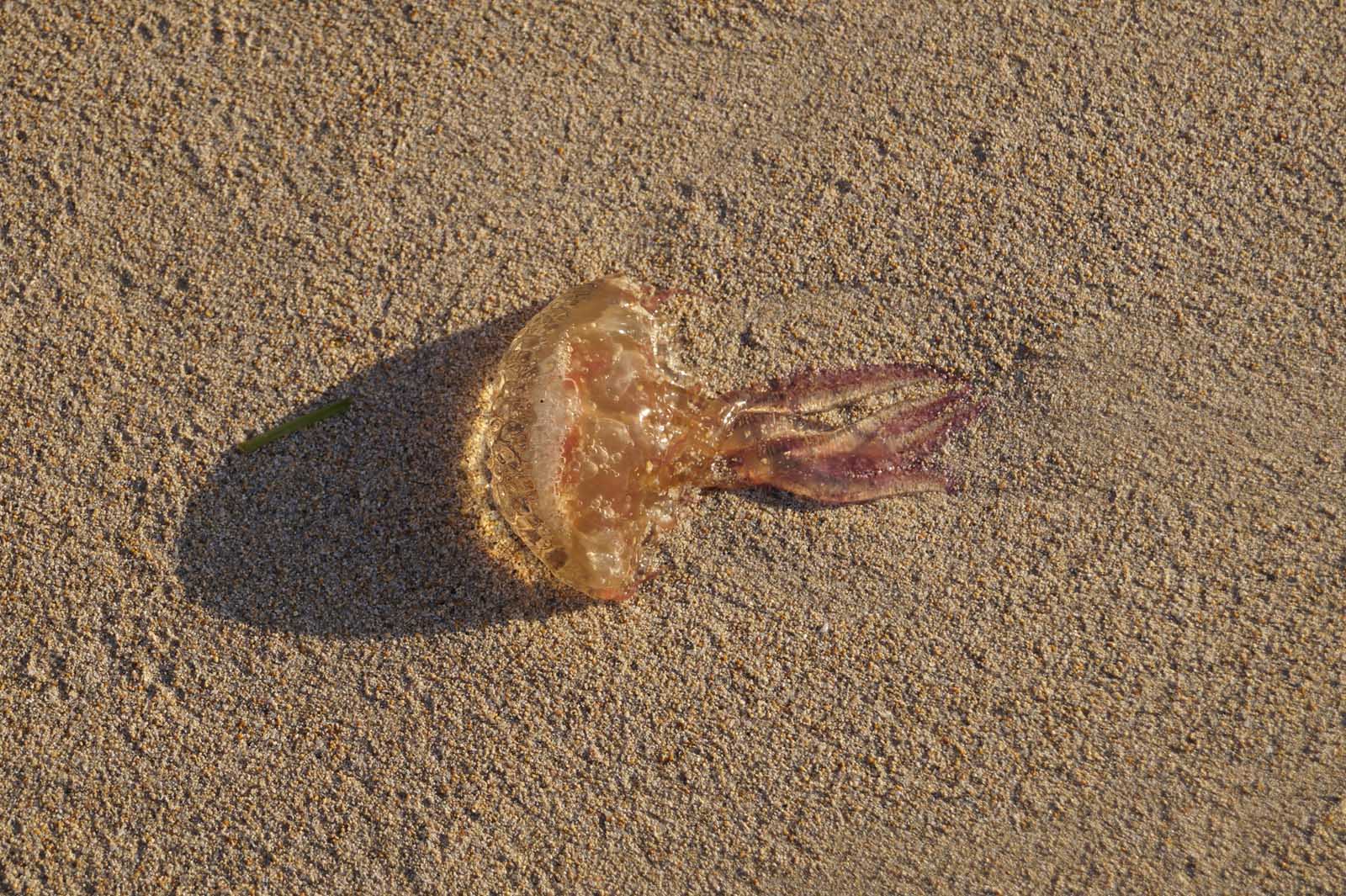 feuerquallen stranden auf mallorca (4)