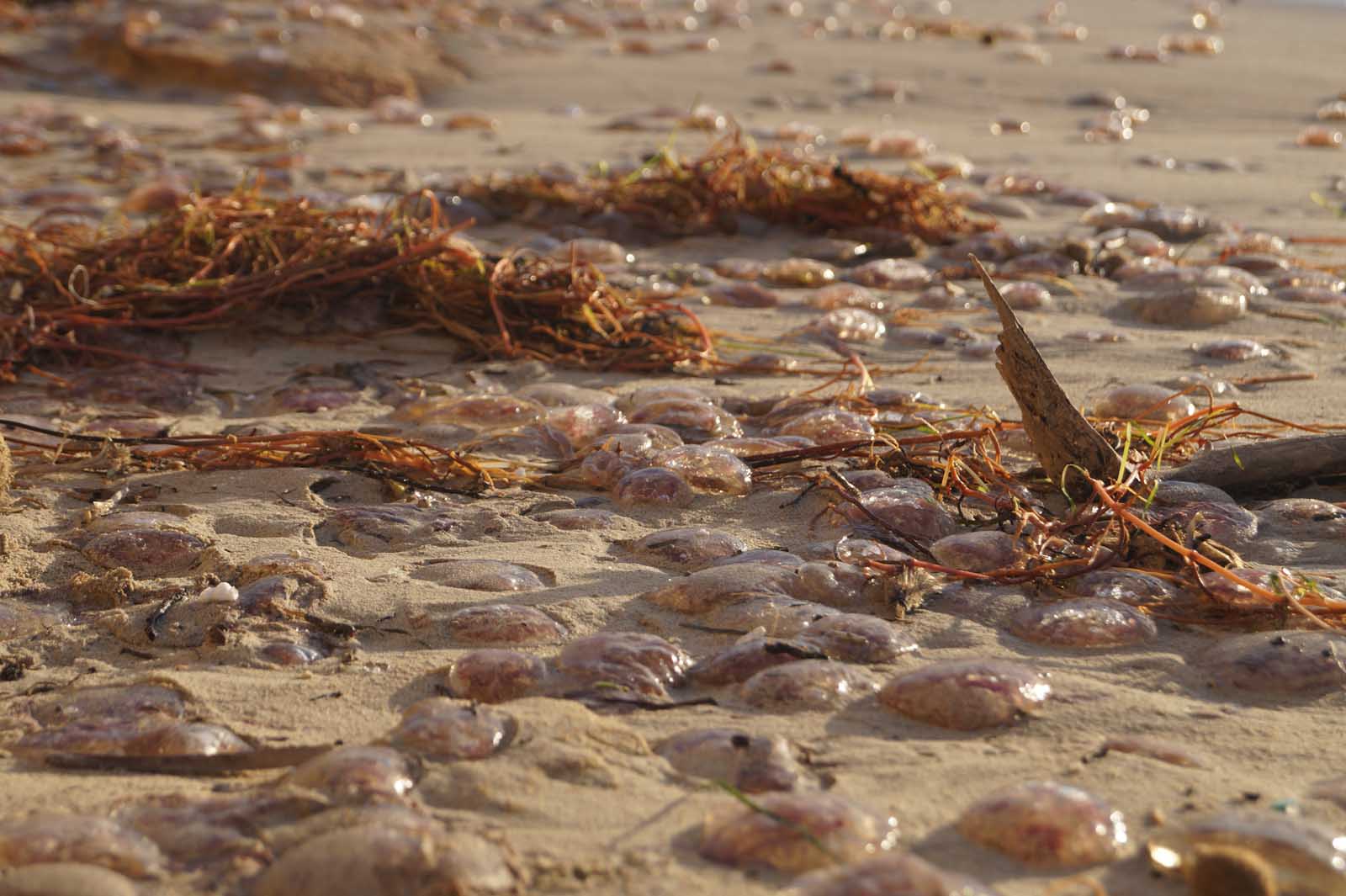 feuerquallen stranden auf mallorca (5)