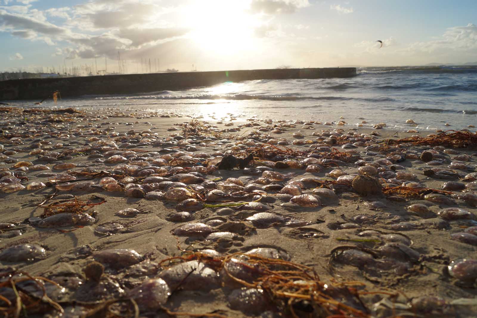 feuerquallen stranden auf mallorca (7)