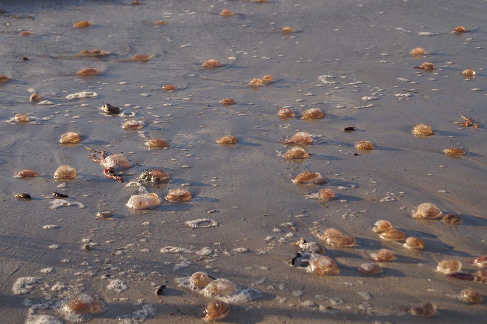 feuerquallen stranden auf mallorca (8)